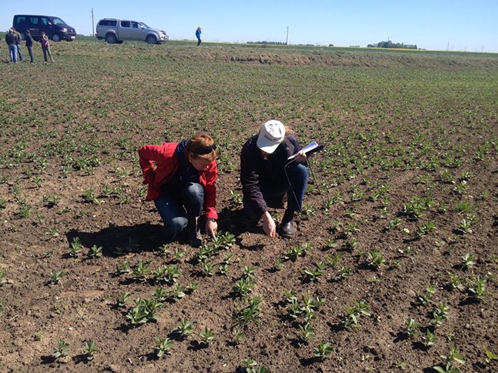 Zelta Lauks Latvijā 2014